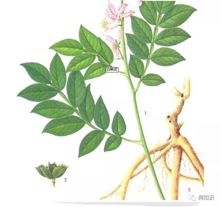 白鲜皮治疗痔疮